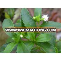 Best quality stevia extract powder sweeteners